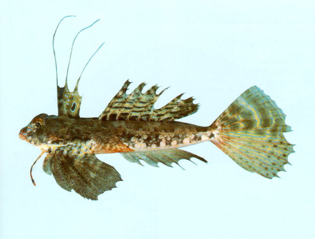 Dactylopus dactylopus