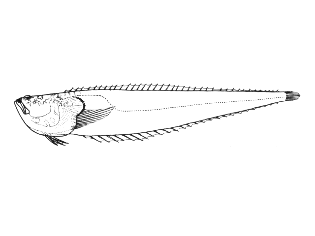 Dactyloscopus foraminosus