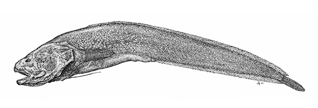 Dermatopsis macrodon