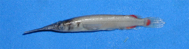 Dermogenys palawanensis