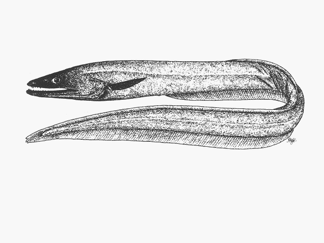 Diastobranchus capensis