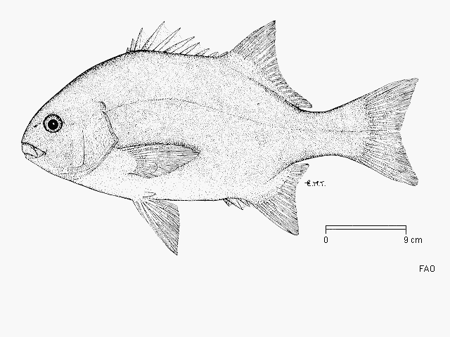 Dichistius capensis
