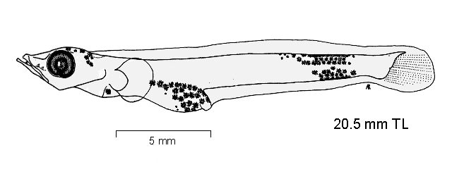 Dissostichus eleginoides