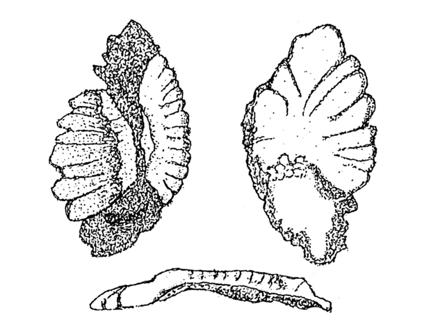 Dissostichus eleginoides