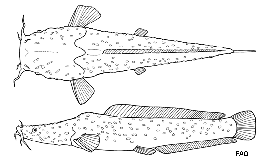 Bathyclarias foveolatus