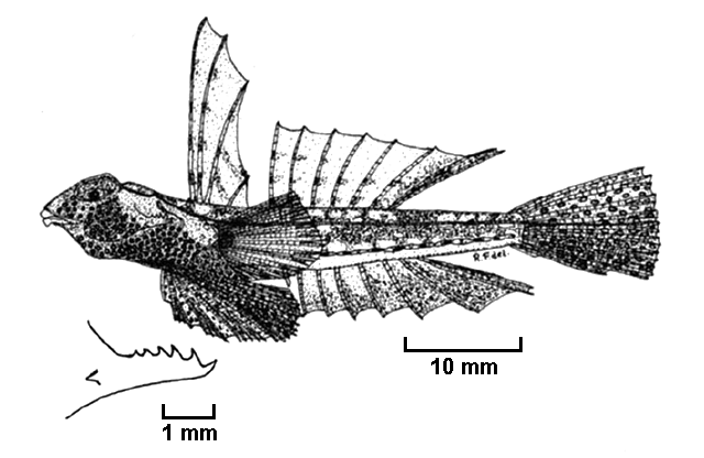 Diplogrammus gruveli