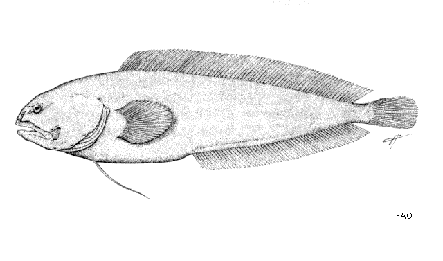 Dinematichthys iluocoeteoides