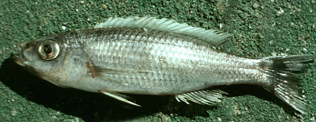 Diplotaxodon limnothrissa