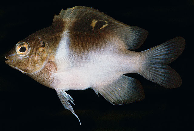 Dischistodus melanotus