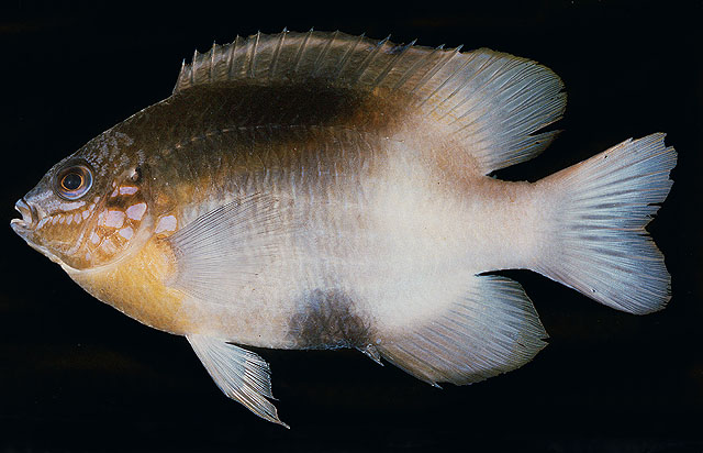 Dischistodus melanotus