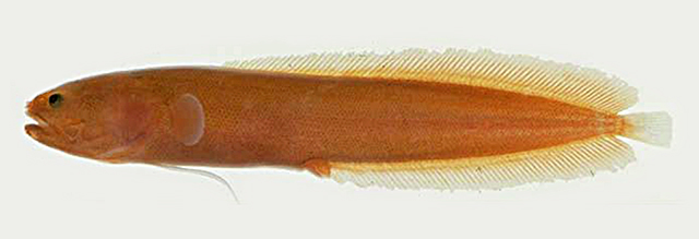 Didymothallus mizolepis