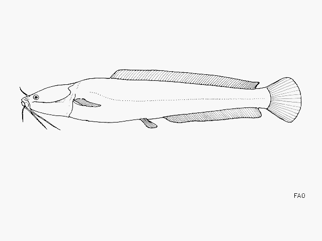 Bathyclarias rotundifrons