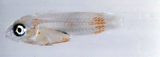 Doratonotus megalepis