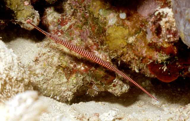 Dunckerocampus multiannulatus