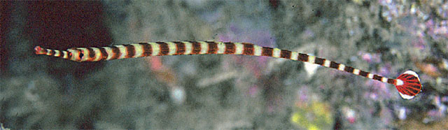 Dunckerocampus naia
