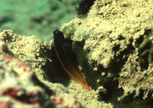 Ecsenius bicolor