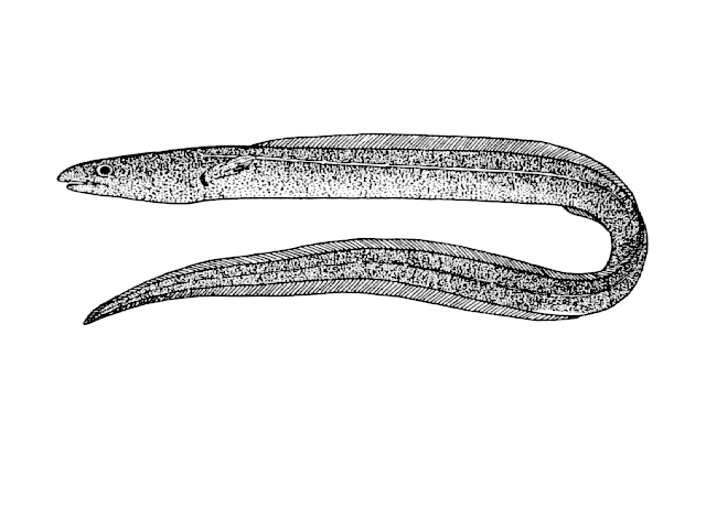Echelus pachyrhynchus