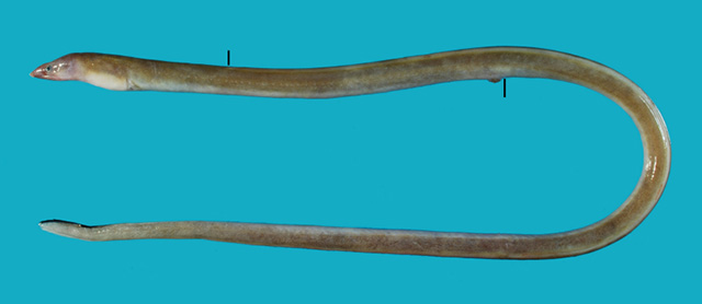Echelus polyspondylus