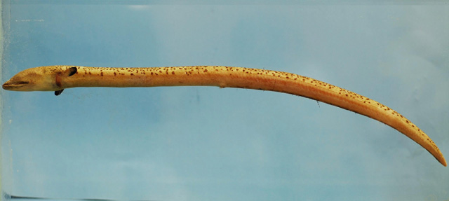 Echiophis punctifer