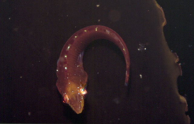 Eckloniaichthys scylliorhiniceps