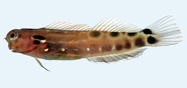 Ecsenius sellifer