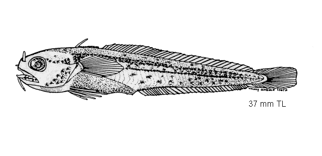 Enchelyopus cimbrius