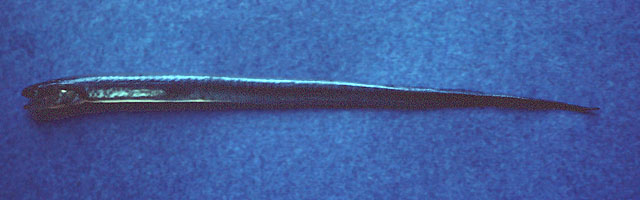Encheliophis vermicularis