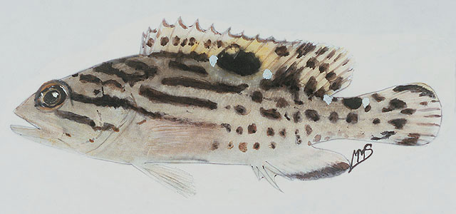 Epinephelus andersoni