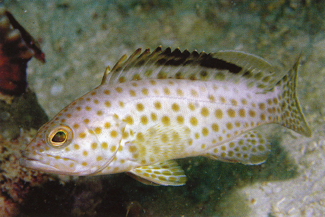 Areolate grouper