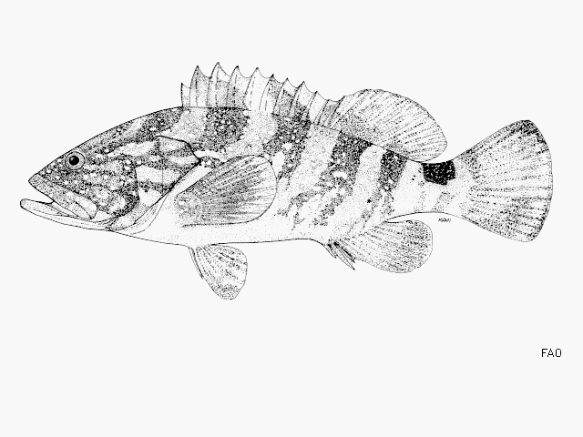 Epinephelus daemelii