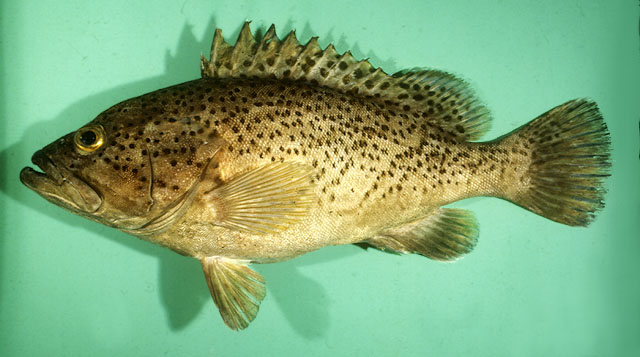 Speckled grouper