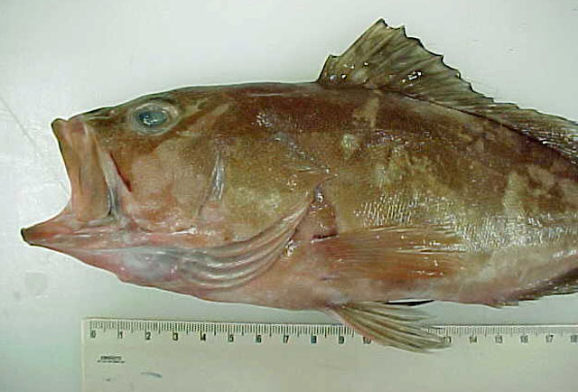 Epinephelus morio
