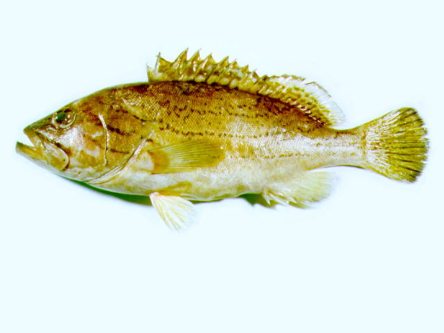 Epinephelus poecilonotus