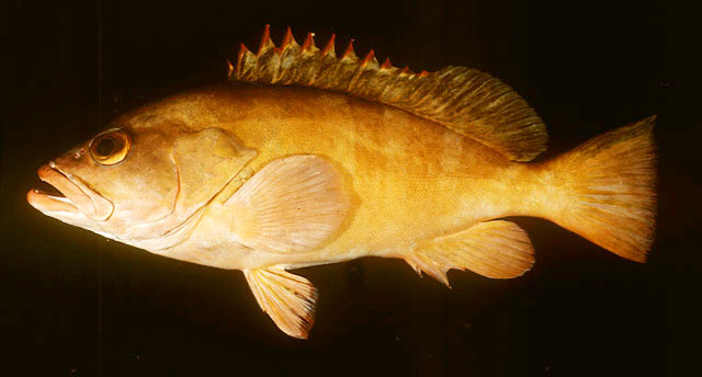 Red-tipped grouper