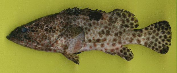 Epinephelus tauvina
