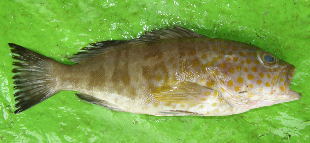 Epinephelus timorensis