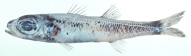 Epigonus tuberculatus