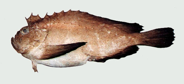 Erisphex simplex