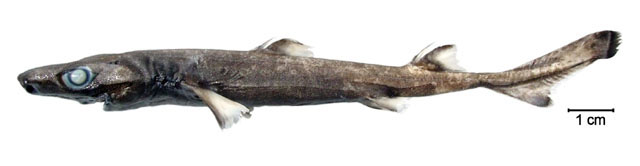 Etmopterus bigelowi