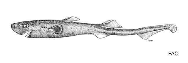 Etmopterus carteri