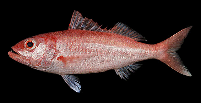 Deep-water red snapper