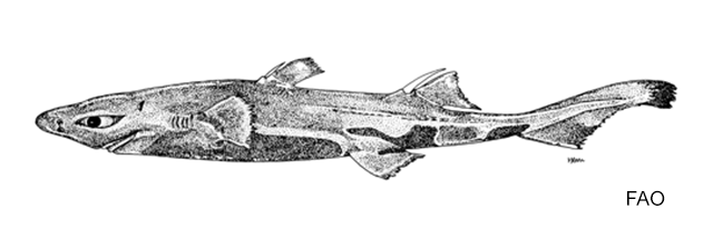 Etmopterus perryi