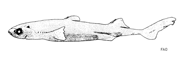 Etmopterus splendidus