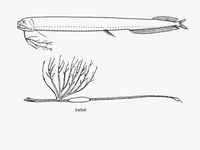 Eustomias filifer
