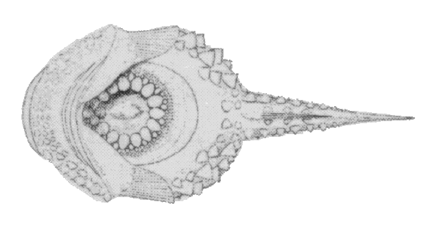 Eumicrotremus spinosus