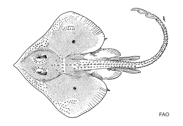 Fenestraja sinusmexicanus