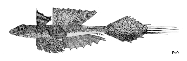 Foetorepus calauropomus