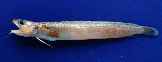 Gaidropsarus biscayensis