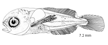 Gaidropsarus capensis