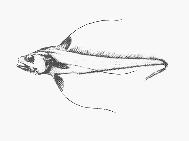 Gadomus capensis